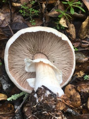 Agaricus albolutescens