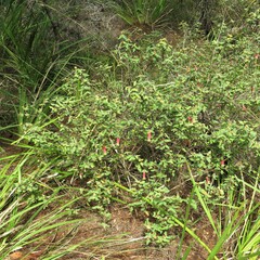 Correa reflexa speciosa