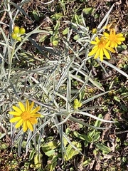 Senecio stoechadiformis