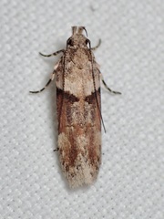 Gelechiini