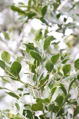 Psydrax capensis