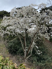 Magnolia campbellii