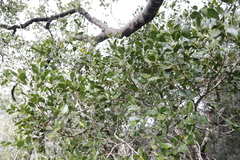 Psydrax capensis