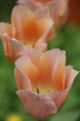 Tulipa gesneriana