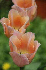 Tulipa gesneriana