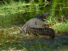 Crocodylus acutus