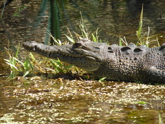 Crocodylus acutus