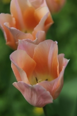 Tulipa gesneriana