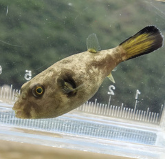 Arothron immaculatus