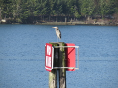 Ardea herodias fannini