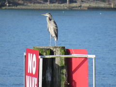Ardea herodias fannini