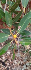 Ficus brachypoda