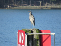 Ardea herodias fannini