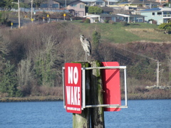 Ardea herodias fannini