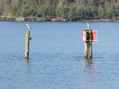 Ardea herodias fannini