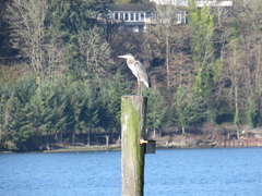 Ardea herodias fannini