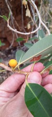 Ficus brachypoda
