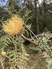 Cirsium subcoriaceum