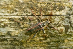 Oxymirus cursor