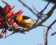 Icterus bullockii