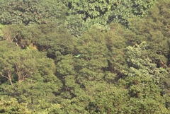 Amazona arausiaca