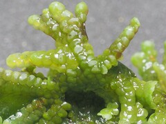 Jubula pennsylvanica