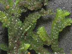 Jubula pennsylvanica