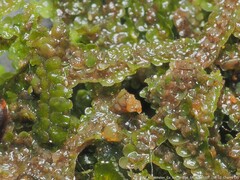 Jubula pennsylvanica