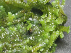 Jubula pennsylvanica