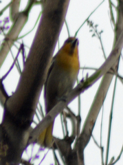 Icterus bullockii