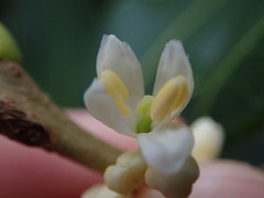Osmanthus yunnanensis