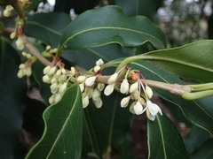 Osmanthus yunnanensis
