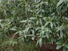 Osmanthus yunnanensis