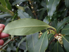 Osmanthus yunnanensis