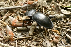 Carabus glabratus