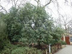 Osmanthus yunnanensis
