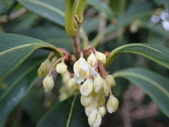Osmanthus yunnanensis