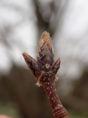 Acer maximowiczianum