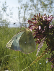 Colias palaeno
