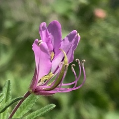 Cleome hirta