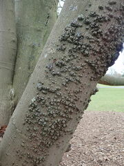 Acer maximowiczianum