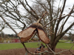 Acer maximowiczianum