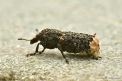 Platyrhinus resinosus
