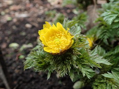Adonis amurensis