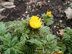 Adonis amurensis