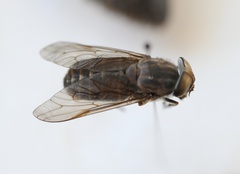 Tabanus novaescotiae