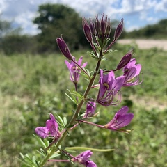 Cleome hirta