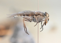 Tabanus novaescotiae