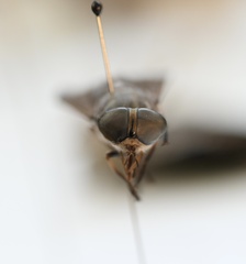 Tabanus novaescotiae