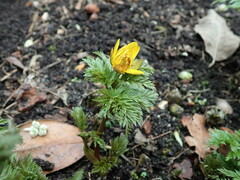 Adonis amurensis